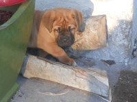 CHIOT