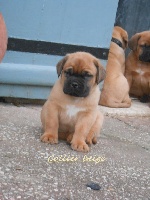 CHIOT